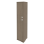 Вяз