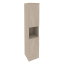 Дуб Аттик